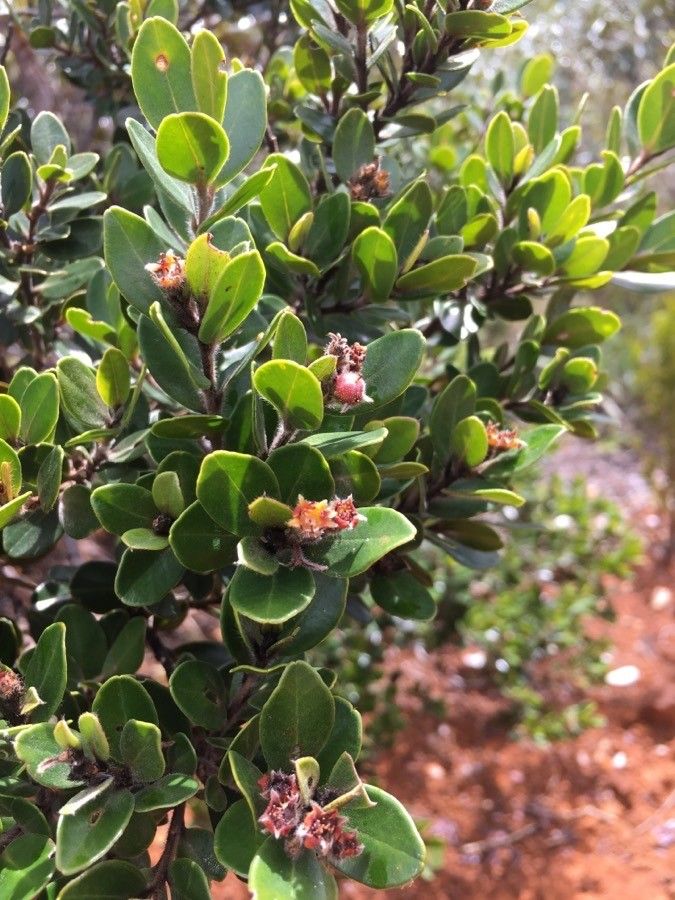 Tristaniopsis callobuxus flower