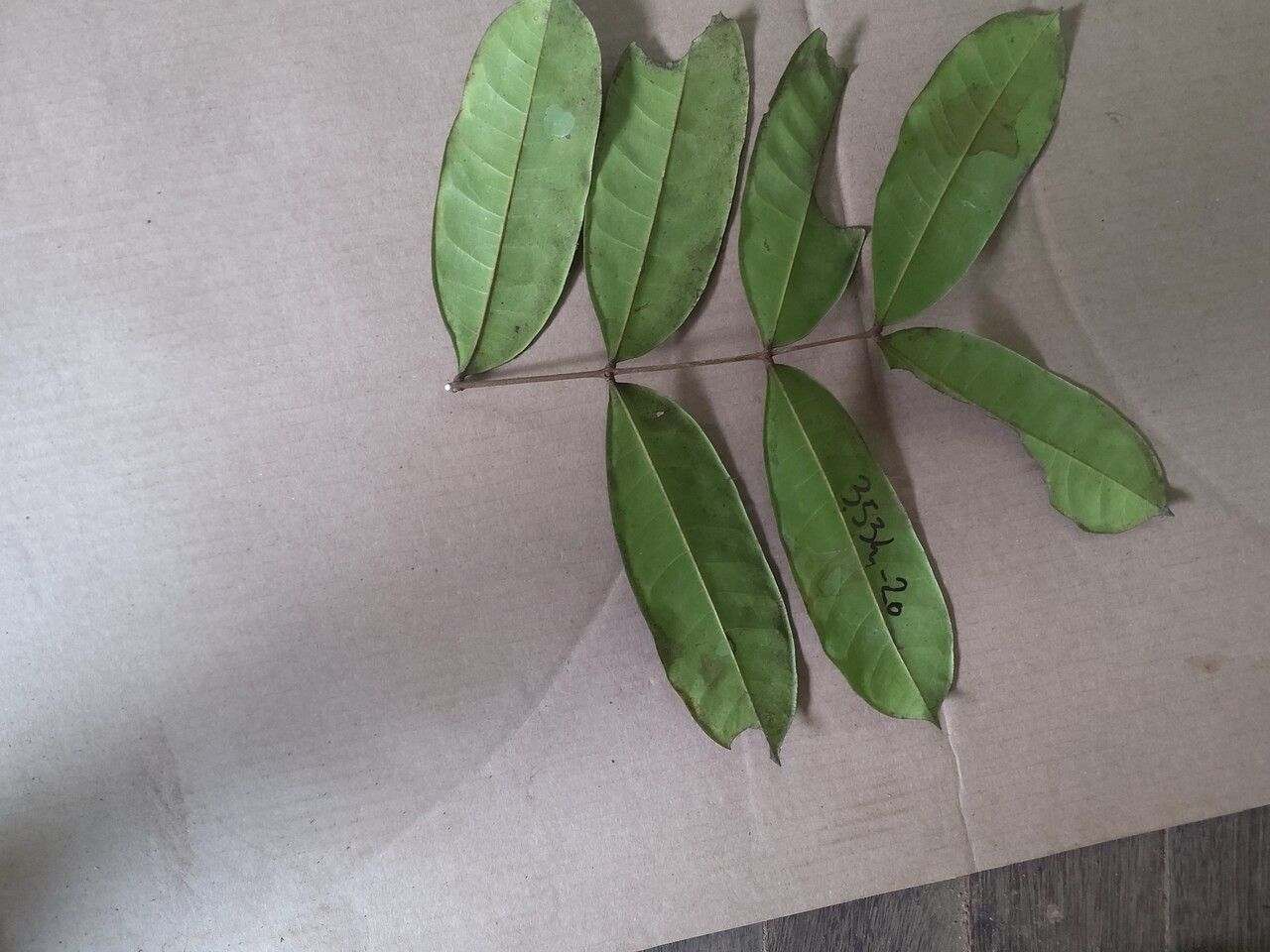 Simaba cedron — search result for 'Simaroubaceae'