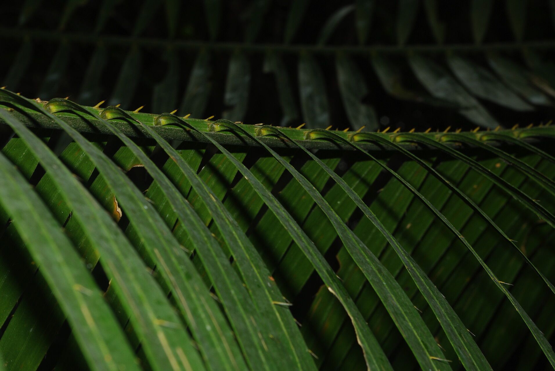 Laccosperma robustum — houseplant care guide