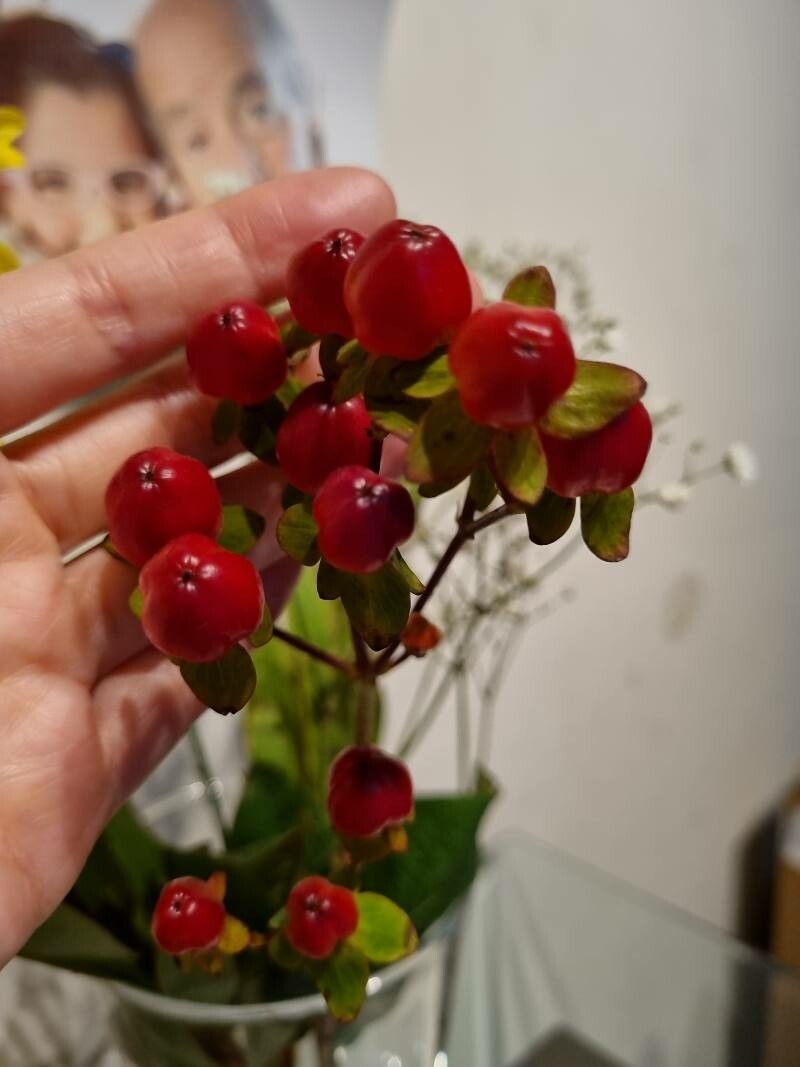 Hypericum × inodorum flower