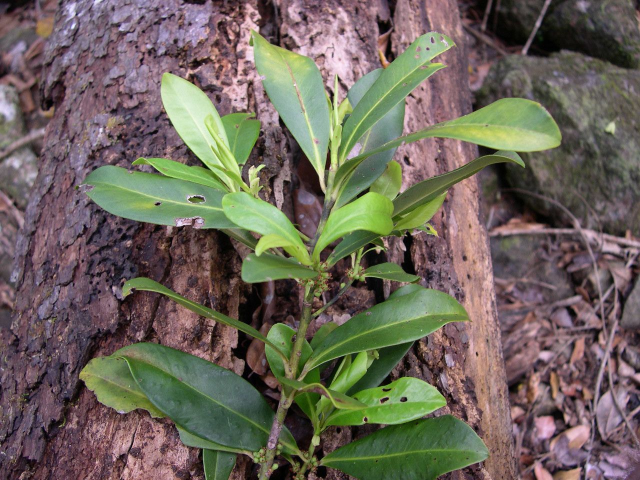 Myrsine ouameniensis habit