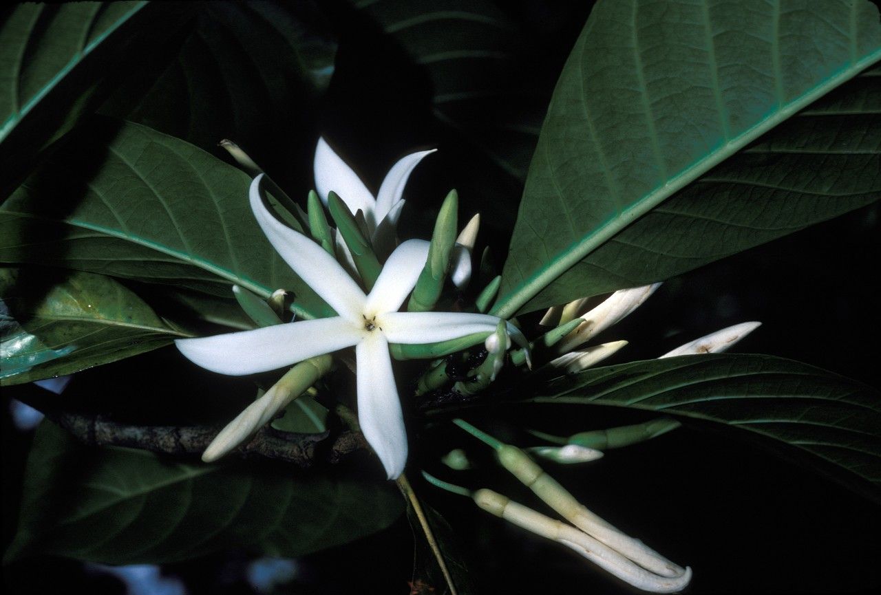 Atractocarpus versteegii — search result for 'Atractocarpus'