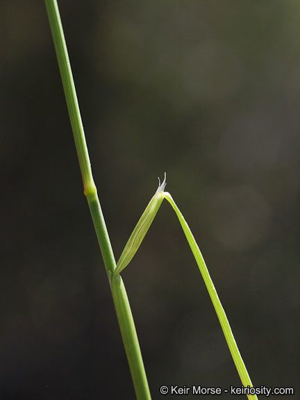 Muhlenbergia pauciflora bark