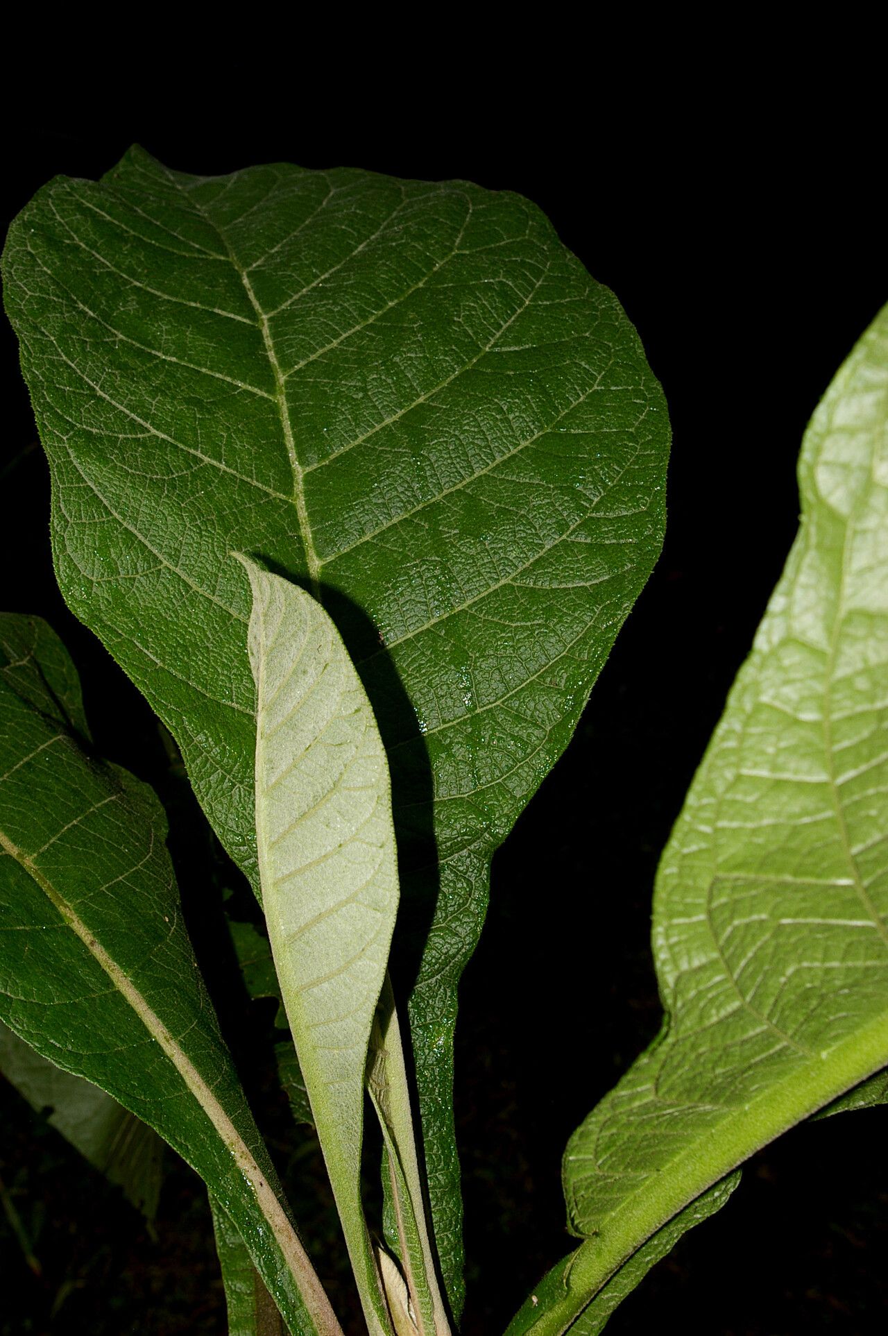 Verbesina tapantiana — houseplant care guide