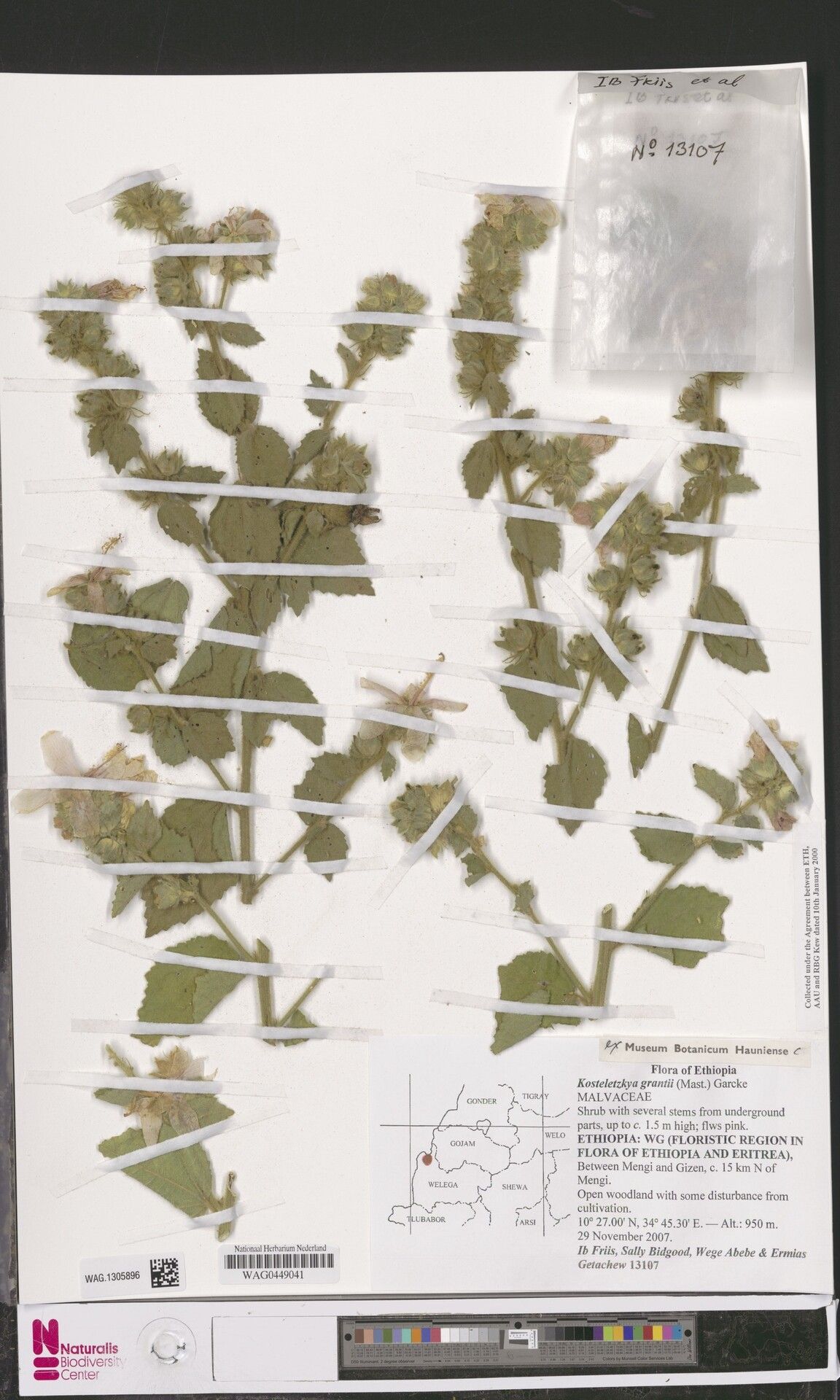 Kosteletzkya grantii — houseplant care guide