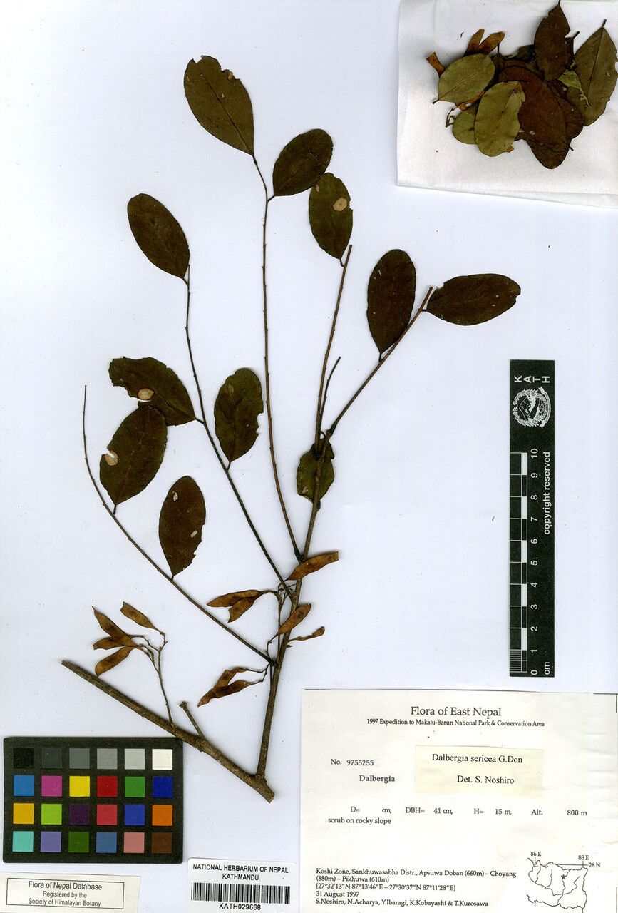 Dalbergia sericea other