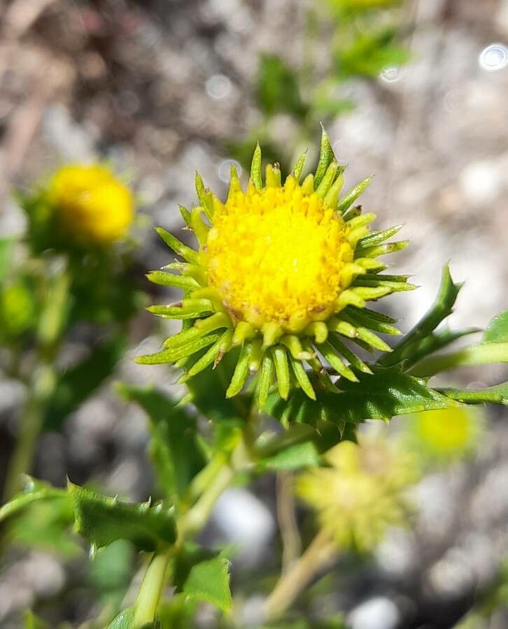 Grindelia brachystephana flower