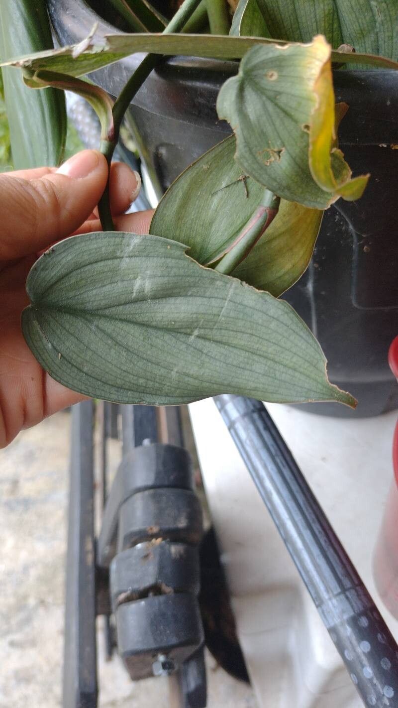 Philodendron hopkinsianum — houseplant care guide