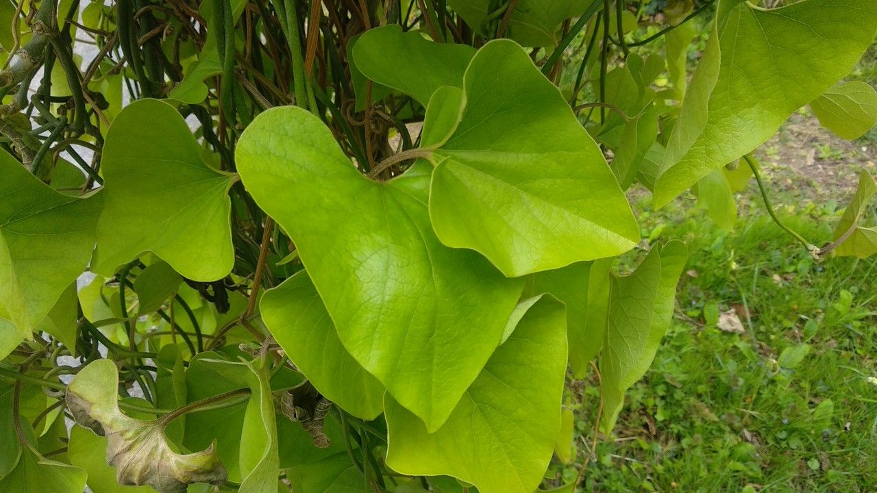 Aristolochia kaempferi — search result for 'Aristolochia'