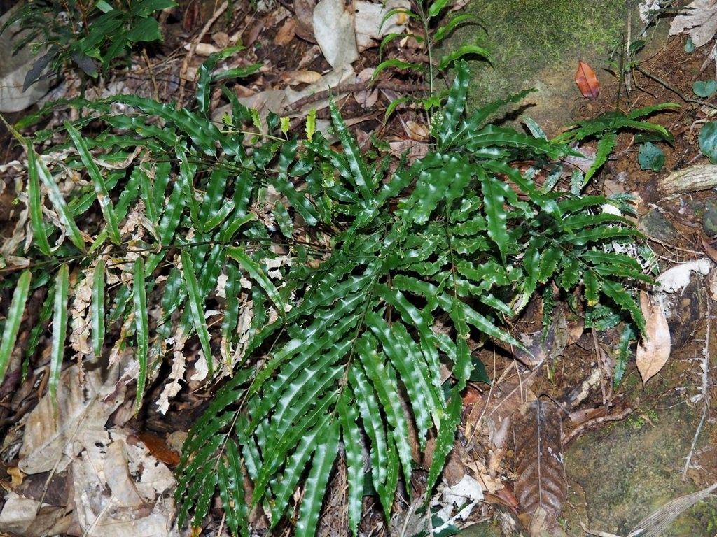 Pteris balansae habit