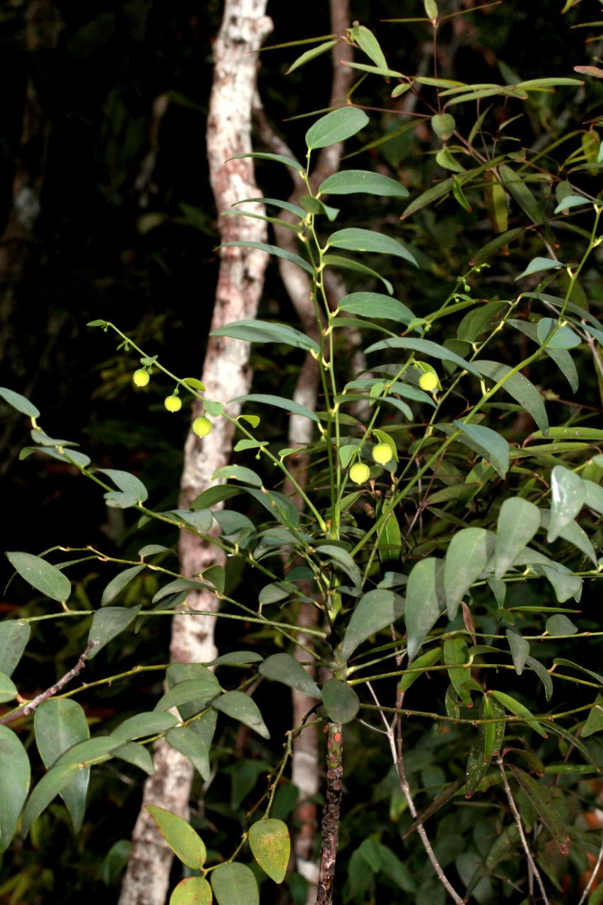 Phyllanthus serpentinus bark