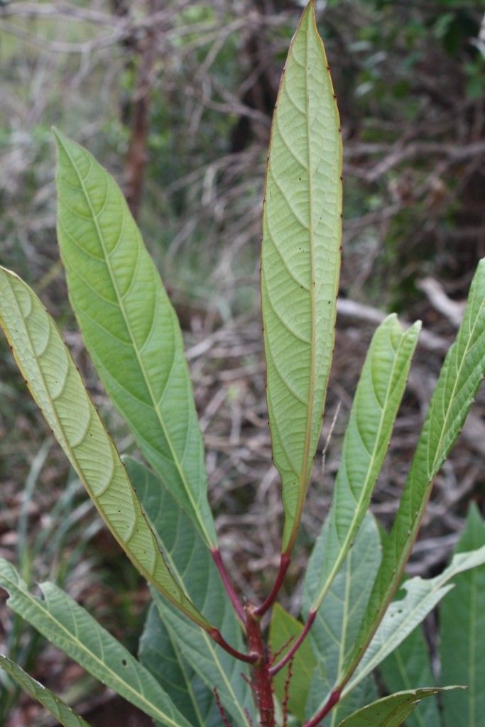 Bocquillonia spicata — houseplant care guide