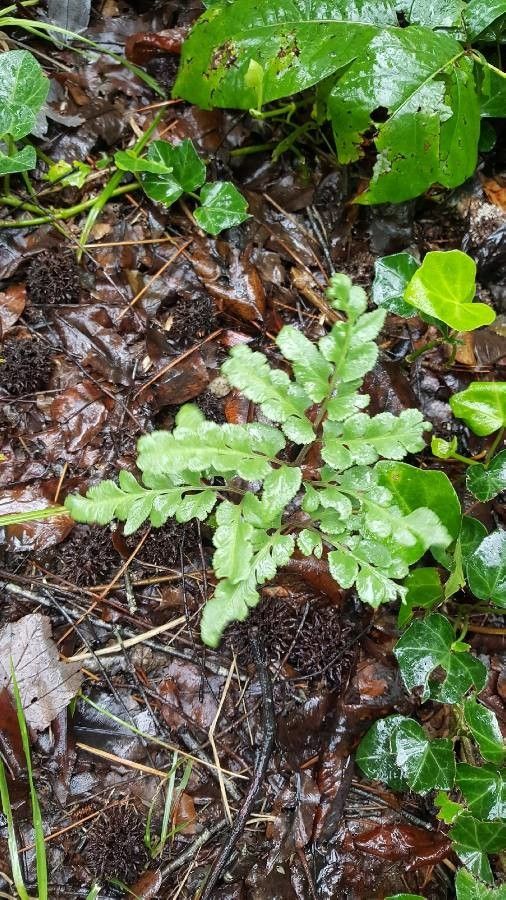 Cryptogramma acrostichoides leaf