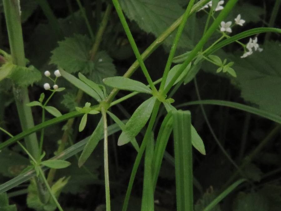 Galium palustre — search result for 'Morocco'