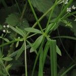 Galium palustre