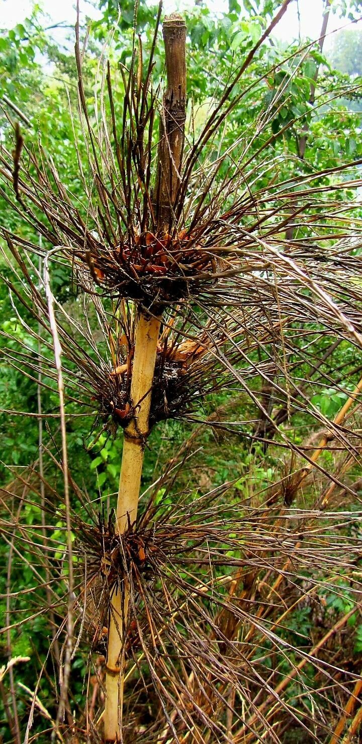 Nastus borbonicus leaf