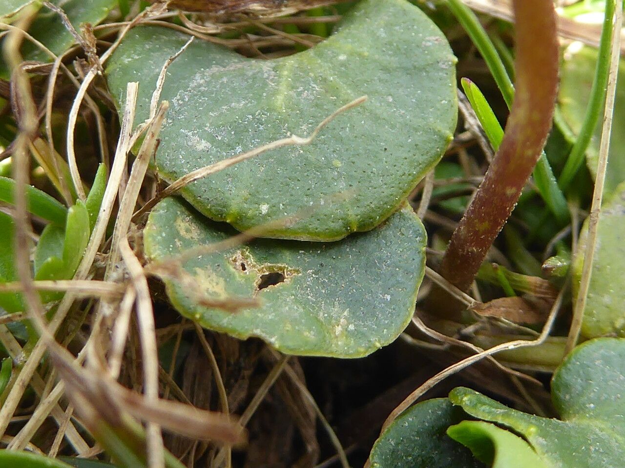 Soldanella alpina — search result for 'Primulaceae'