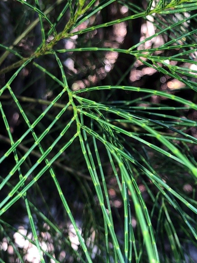 Gymnostoma nobile — search result for 'Gymnostoma'