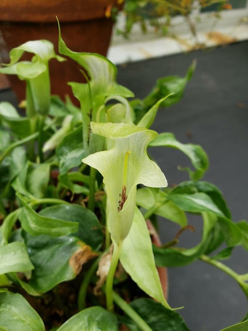 Arisaema garrettii flower