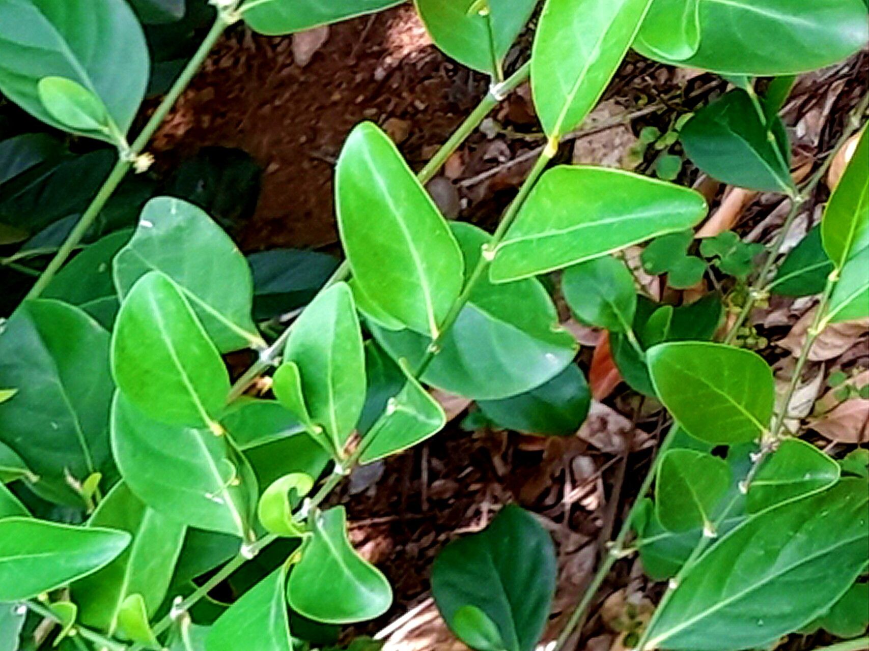 Suregada lanceolata — houseplant care guide