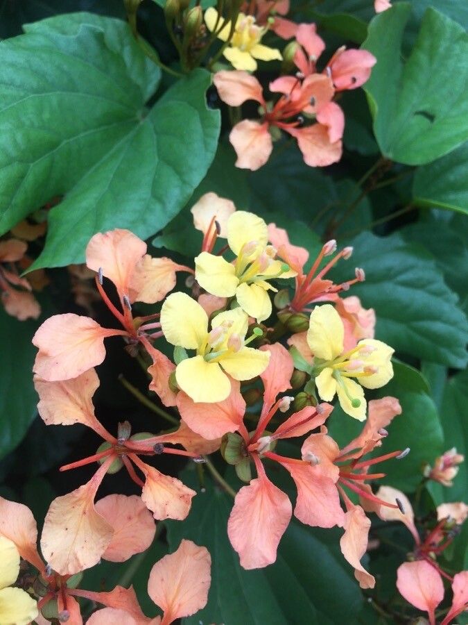 Bauhinia bidentata flower