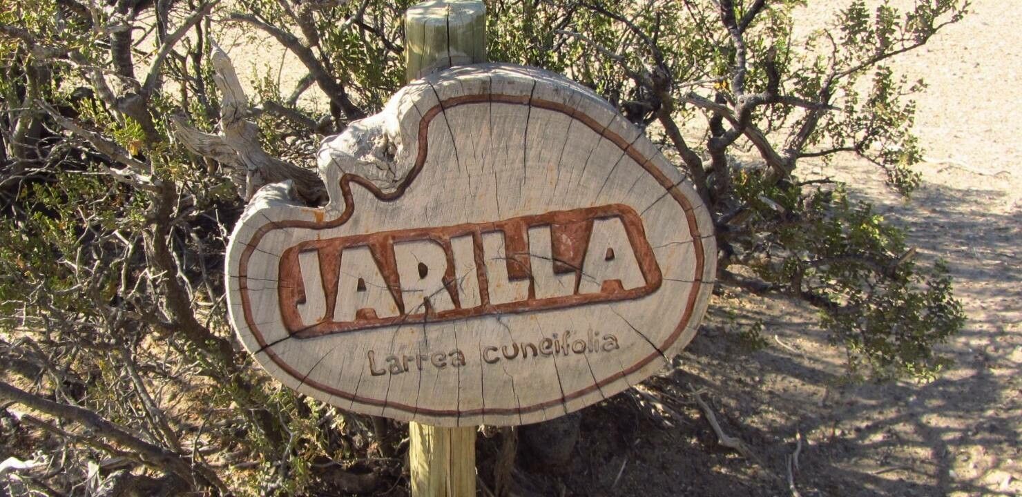 Larrea cuneifolia other