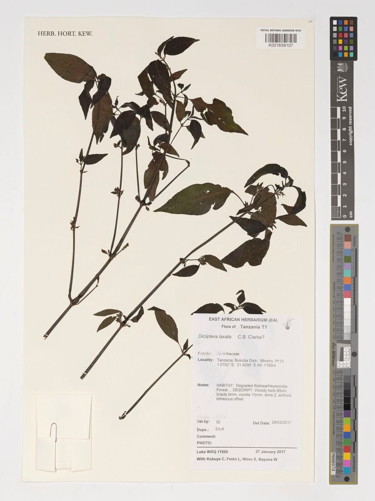 Dicliptera laxata — houseplant care guide