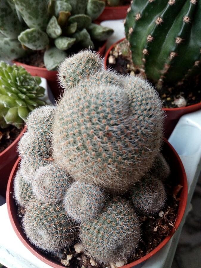 Mammillaria hahniana