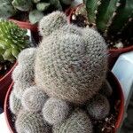 Mammillaria hahniana