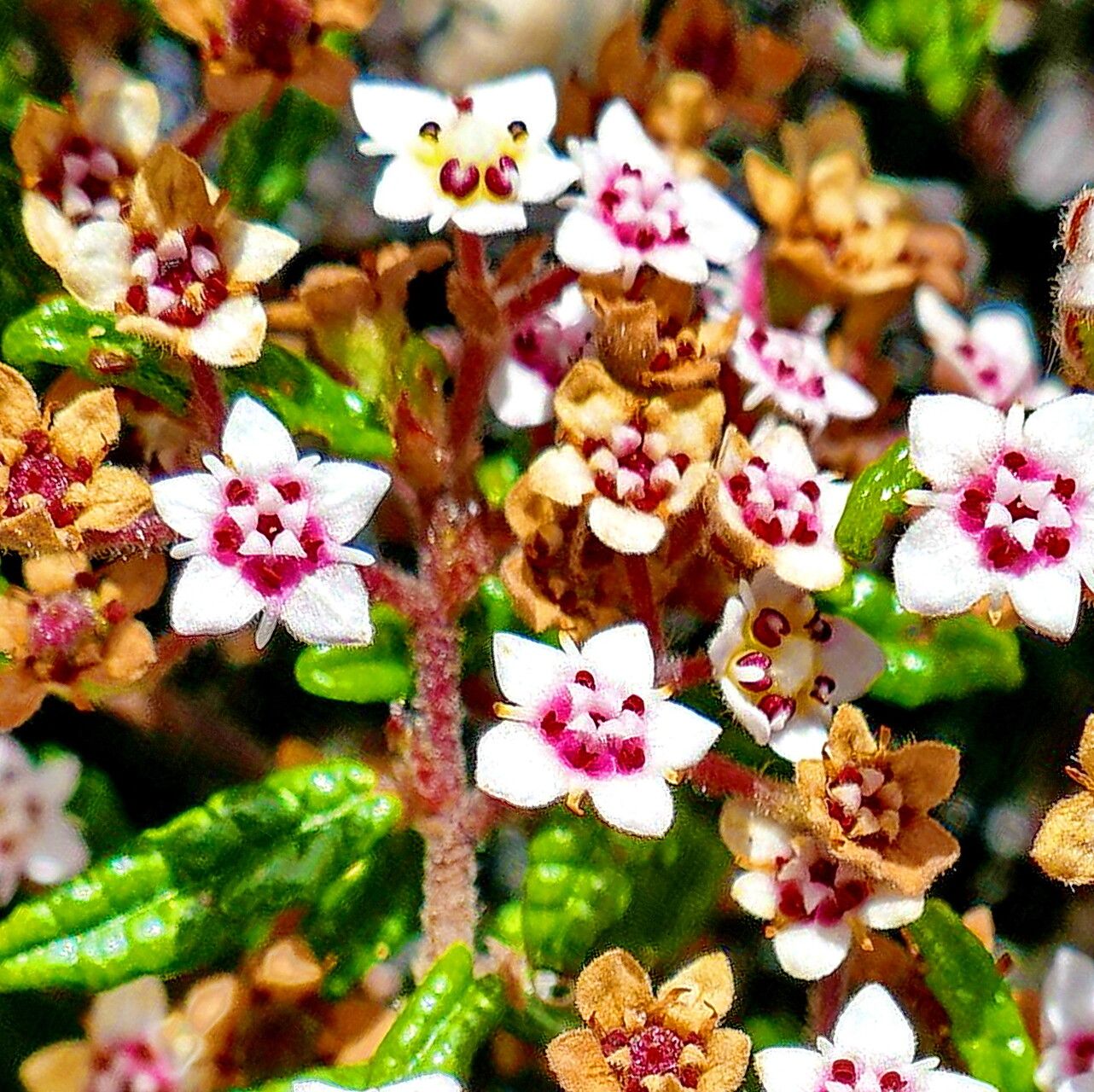 Commersonia hermanniifolia — related species from the same genus