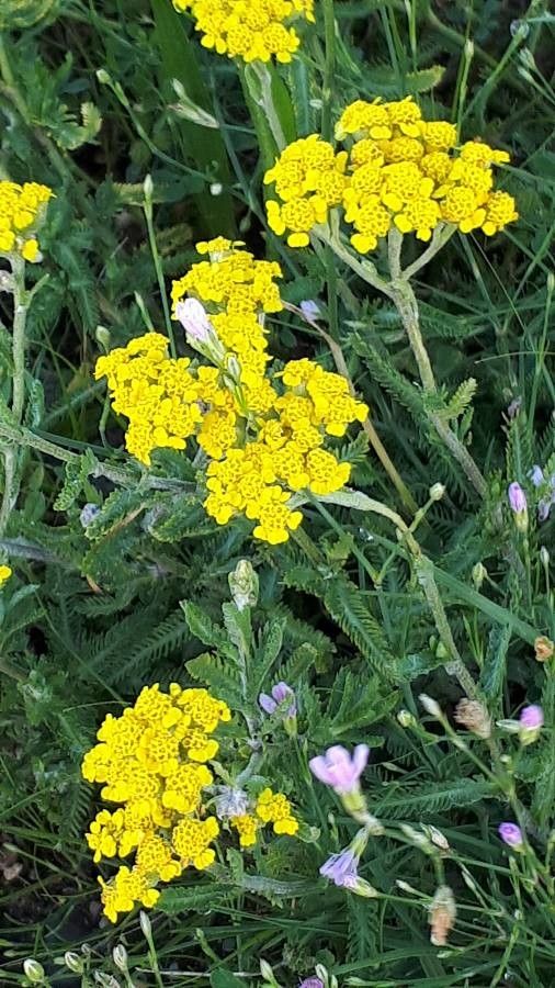 Achillea tomentosa