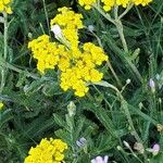 Achillea tomentosa