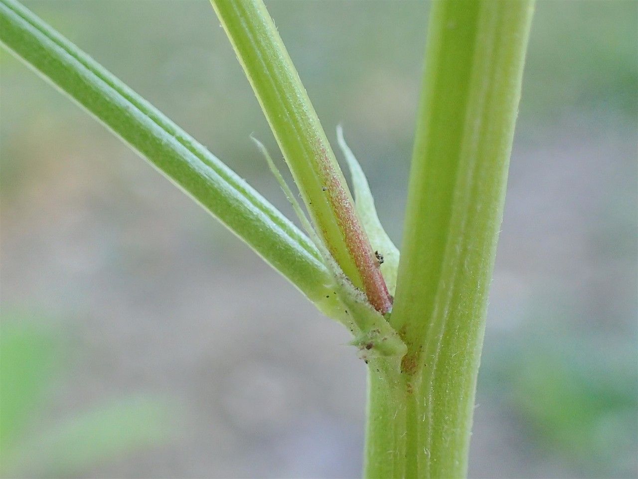 Trigonella caerulea bark