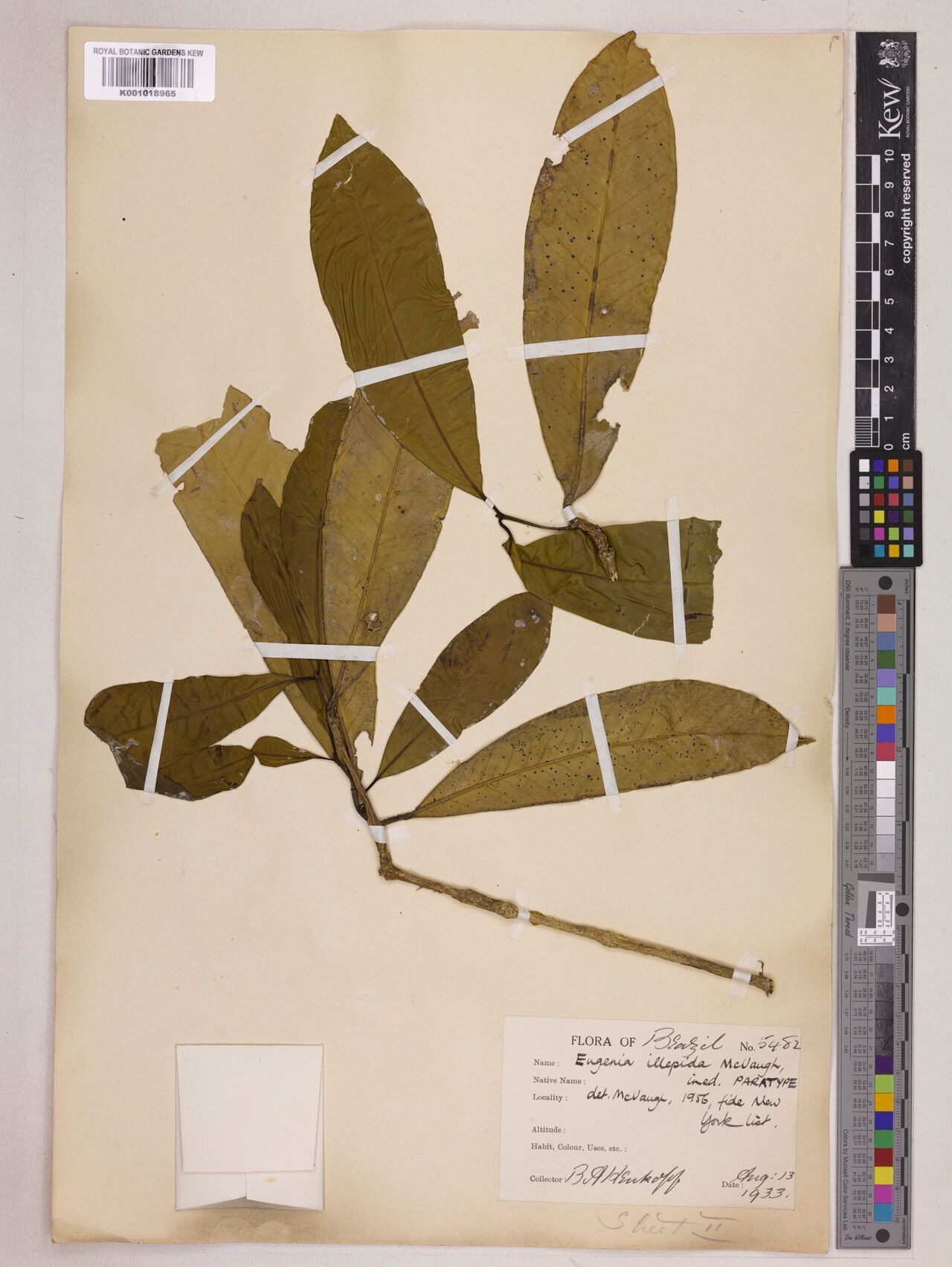 Eugenia illepida leaf