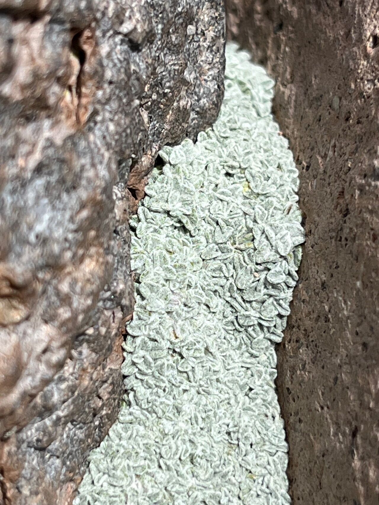 Mniodes caespititia — related species from the same genus