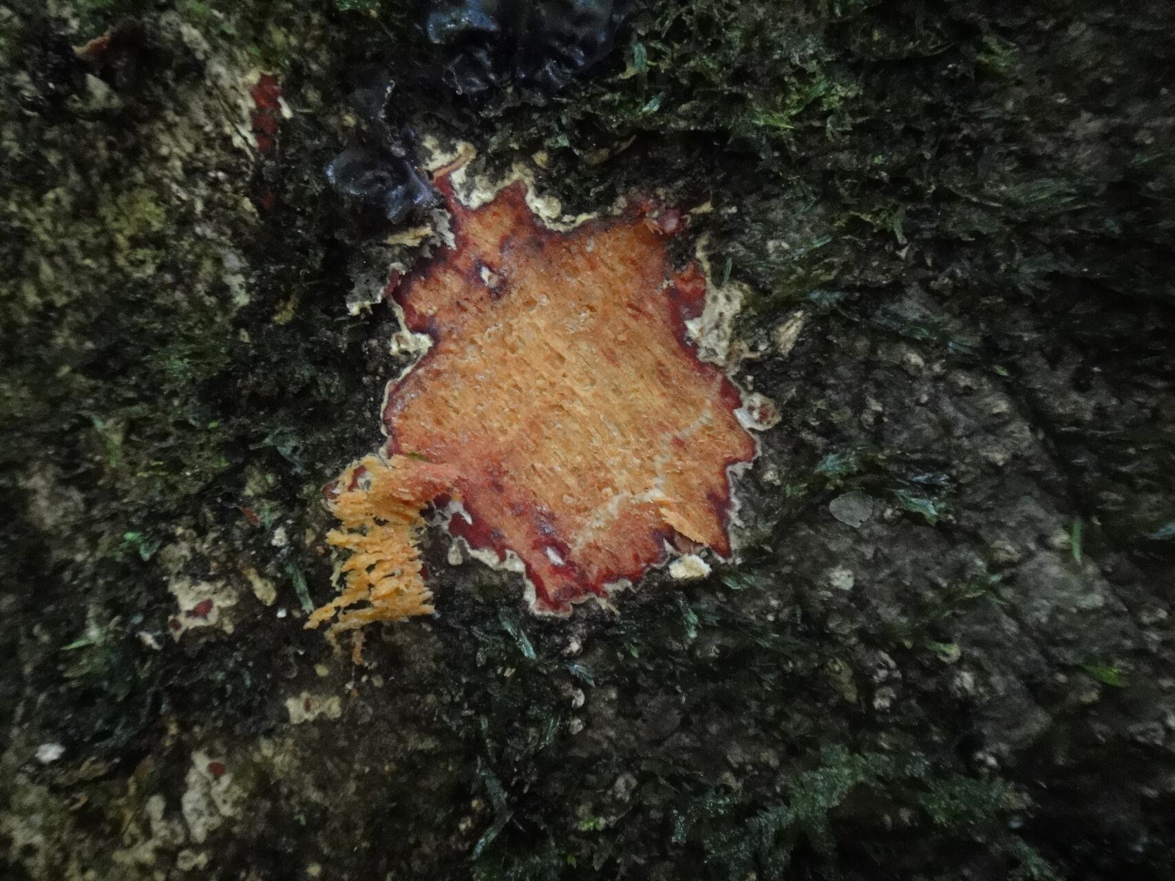 Sloanea lepida — search result for 'Elaeocarpaceae'