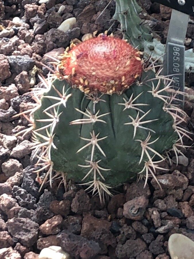 Melocactus neryi leaf