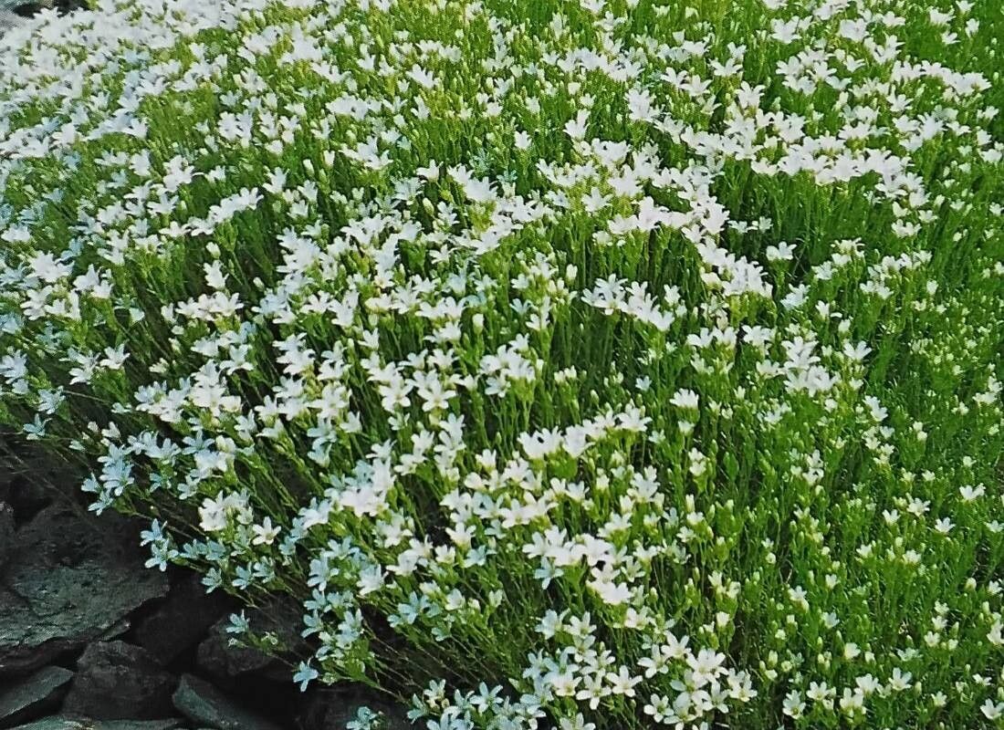 Sabulina juniperina habit