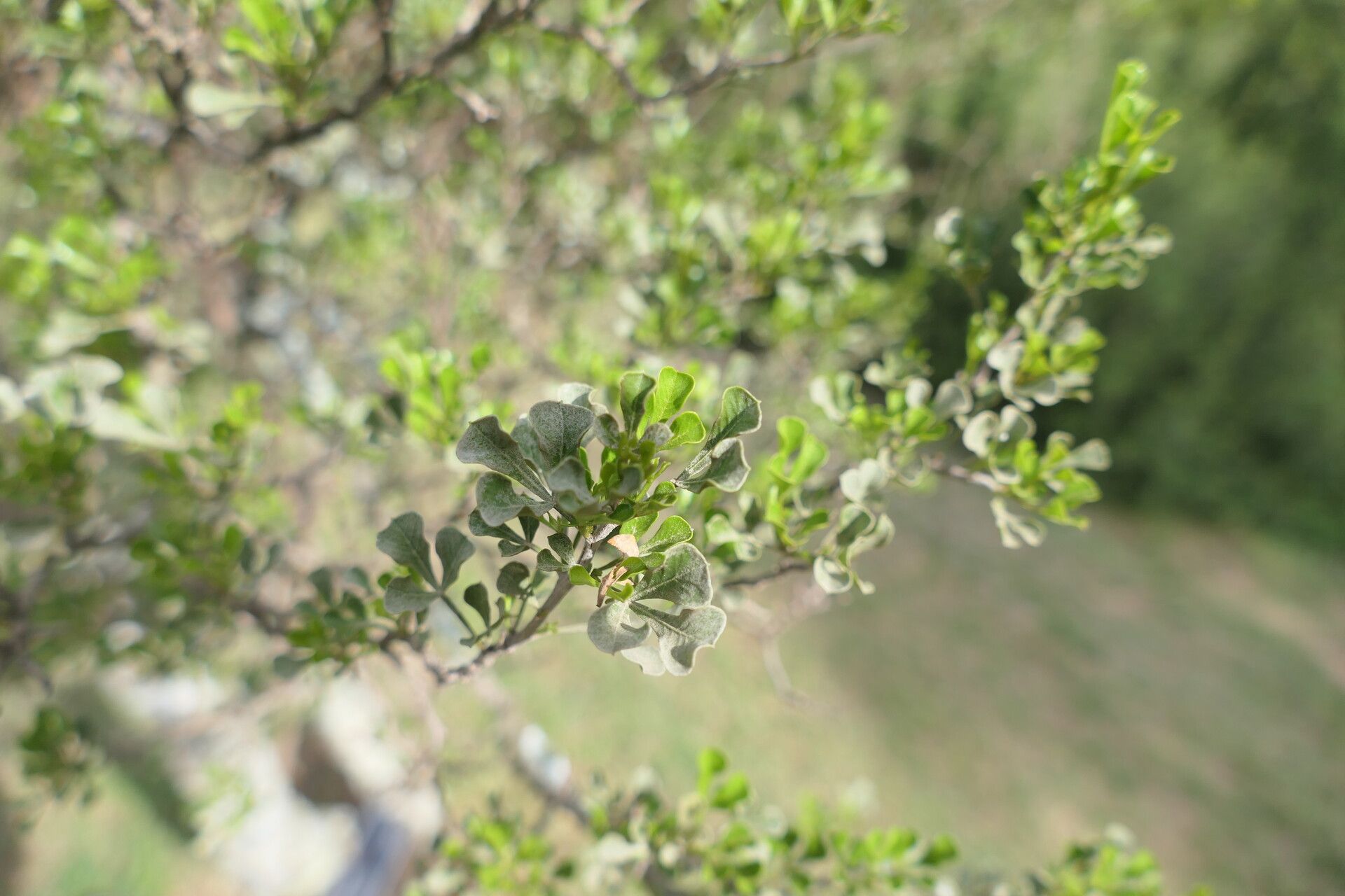 Searsia burchellii — related species from the same genus