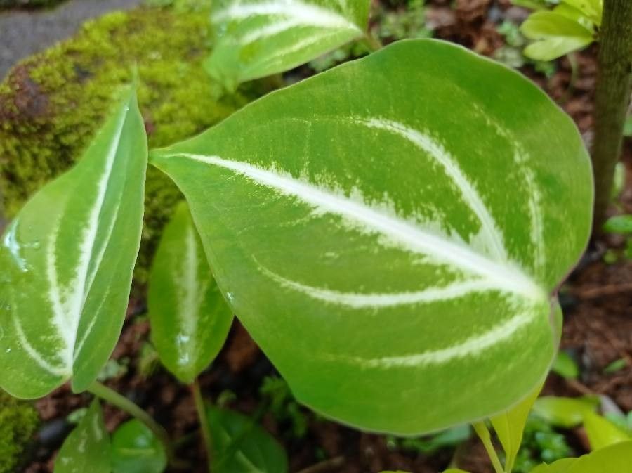 Anthurium crystallinum