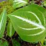 Anthurium crystallinum