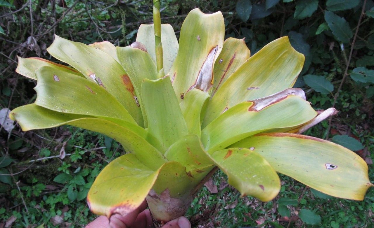 Werauhia greenbergii — related species from the same genus