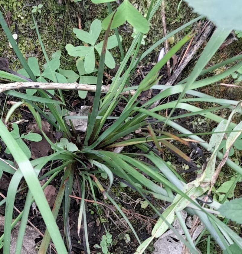 Sisyrinchium scariosum — search result for 'Sisyrinchium'