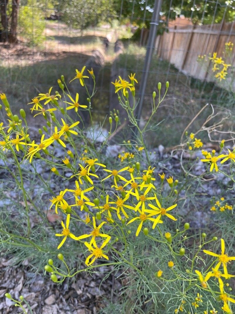 Senecio spartioides — search result for 'Taraxacum'