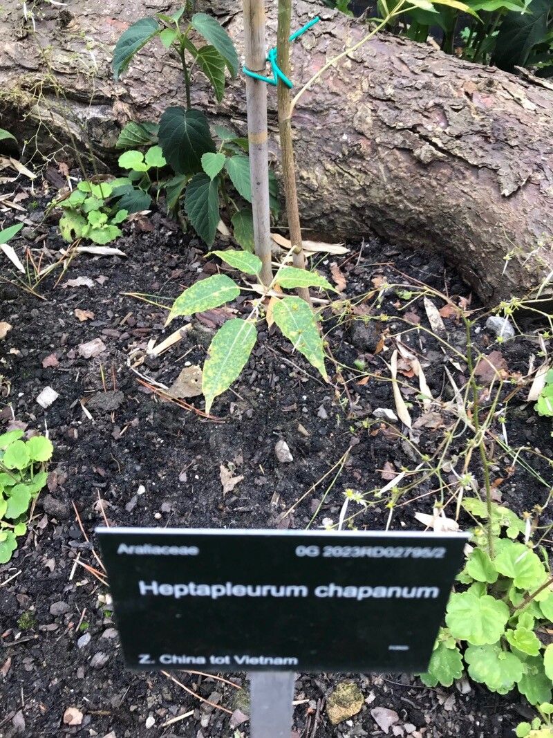 Heptapleurum chapanum bark
