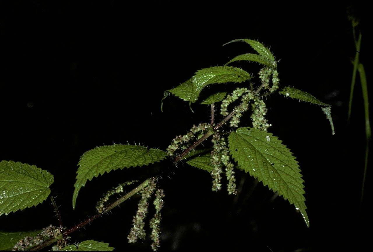 Urtica magellanica — search result for 'Urtica'