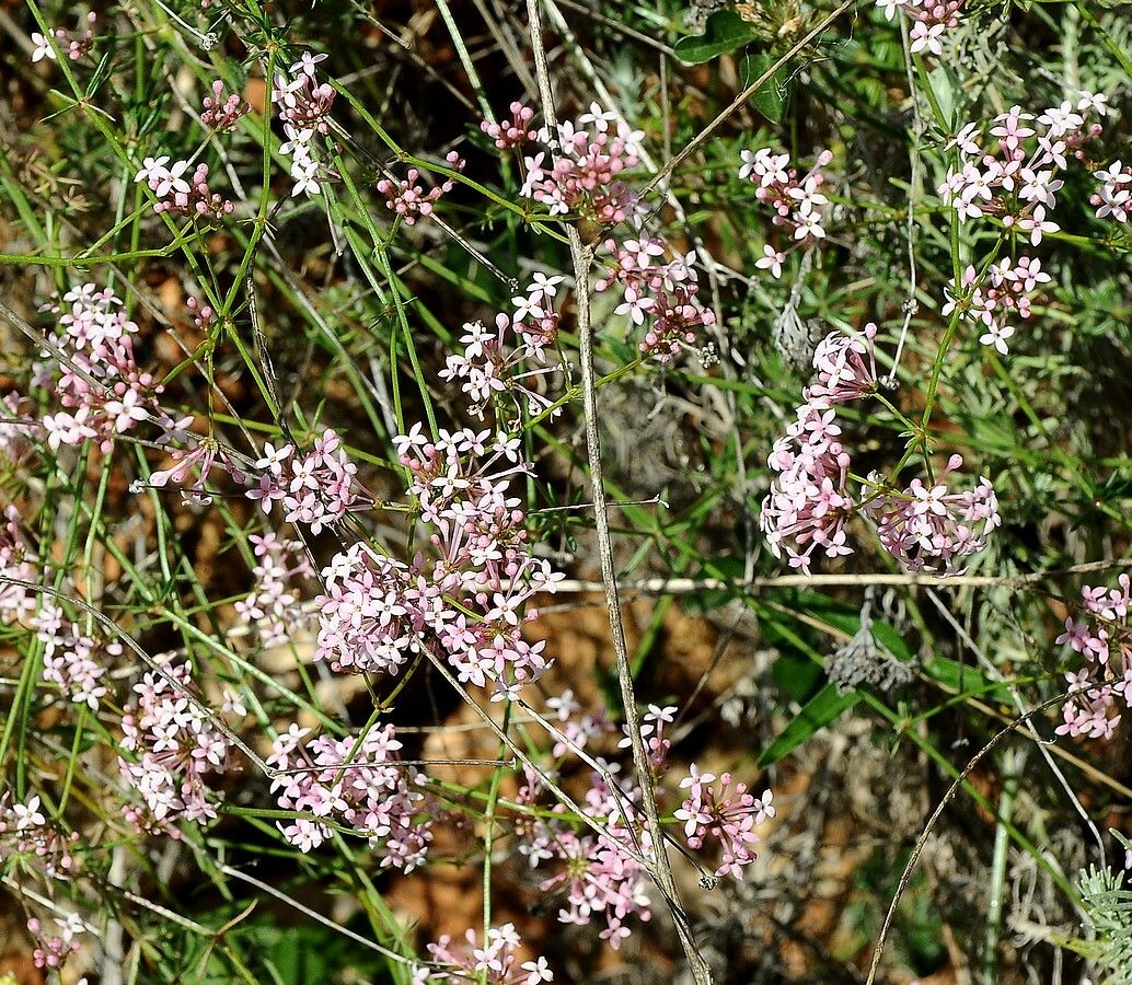 Asperula hirsuta habit
