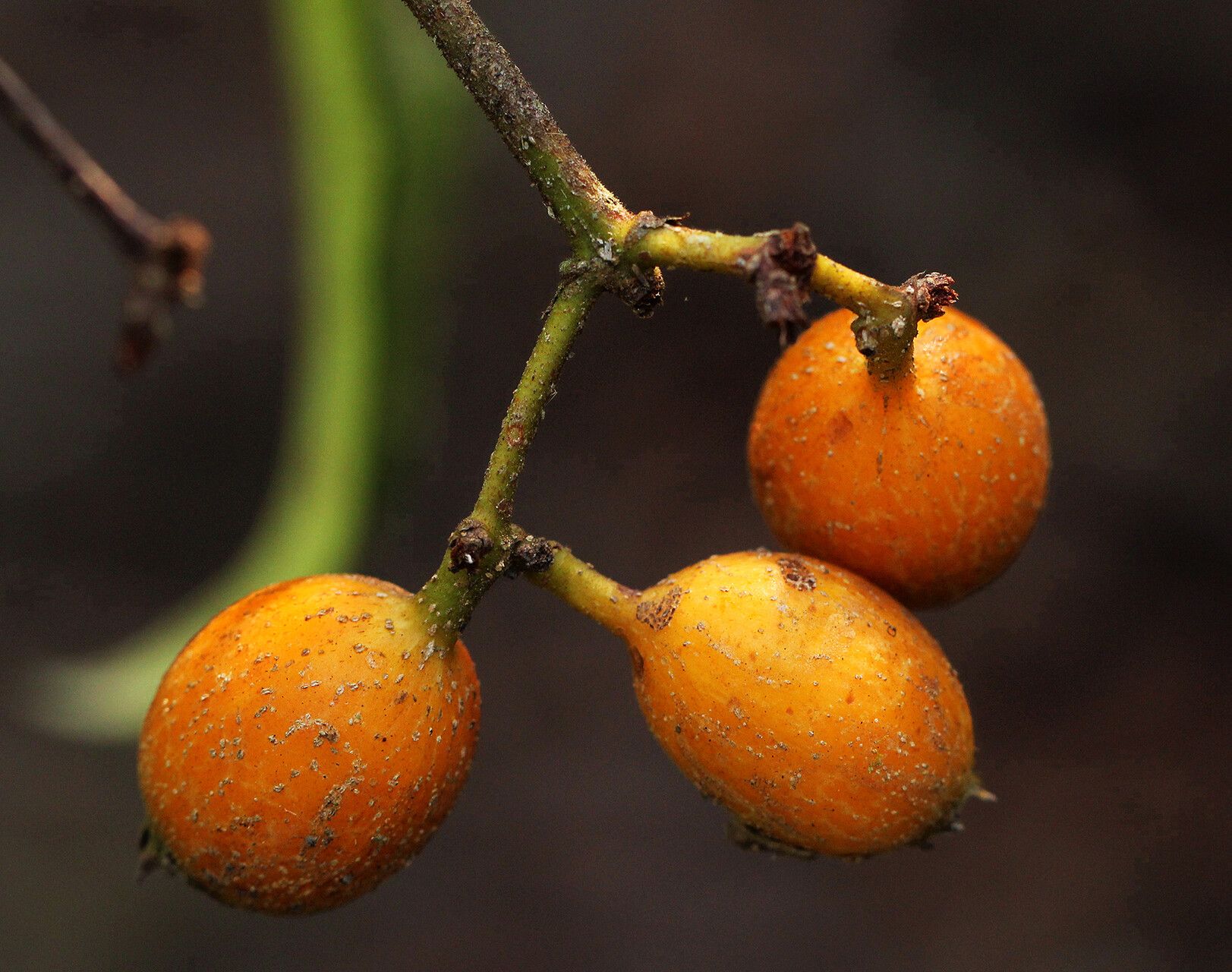 Mussaenda nannanii fruit