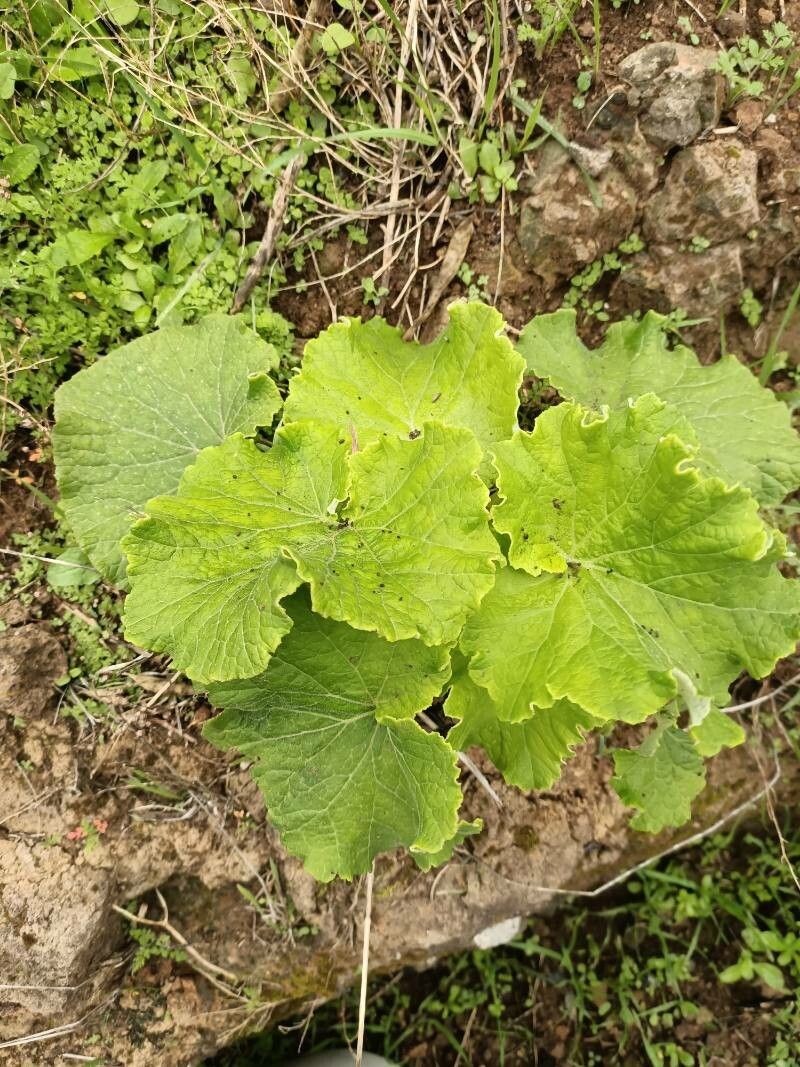 Pericallis murrayi leaf