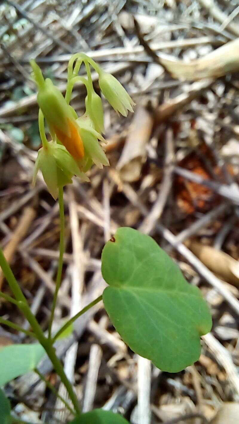 Oxalis suborbiculata flower